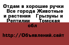 Отдам в хорошие ручки - Все города Животные и растения » Грызуны и Рептилии   . Томская обл.